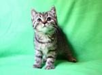 Sweet Abby selkirk straight coat female - Selkirk Rex Kitten For Sale