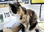 Snickers - American Shorthair Cat For Adoption - 