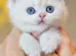 Icon - British Shorthair Kitten For Sale - Gurnee, IL, US