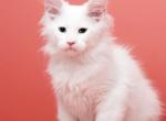 Xavier - Maine Coon Kitten For Sale - Gurnee, IL, US