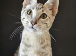 Maisie - Savannah Kitten For Sale - Las Vegas, NV, US