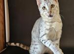 Jeannie - Savannah Kitten For Sale - Las Vegas, NV, US