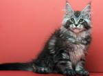 Brillians Polydactyl - Maine Coon Kitten For Sale - Boston, MA, US
