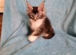 Litter J - Maine Coon Kitten For Sale - Ashland, OH, US