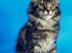 Vegas - Maine Coon Kitten For Sale - Houston, TX, US