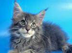 Vasya - Maine Coon Kitten For Sale - Houston, TX, US