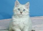 Ulloon - Siberian Kitten For Sale - Houston, TX, US