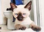 Beautiful Siamese - Siamese Kitten For Sale - 