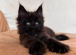 Tuman - Maine Coon Kitten For Sale - Houston, TX, US