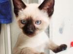 Cute Siamese Kittens - Siamese Kitten For Sale - New York, NY, US