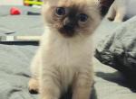 Hello Siamese Kittens - Siamese Kitten For Sale - 