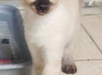 Elegant Siamese Kittens - Siamese Kitten For Sale - New York, NY, US