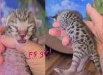 F5 Savannah kittens - Savannah Kitten For Sale - Arroyo Grande, CA, US
