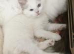 SALE     Cookies lilacpoint male - Ragdoll Kitten For Sale - Salem, OR, US