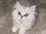 S - Persian Kitten For Sale - Rehoboth Beach, DE, US