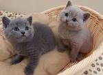 British shorthair exotic blue - British Shorthair Kitten For Sale - 