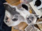 Munchkin and Scottish Kilts - Munchkin Kitten For Sale - Sacramento, CA, US