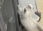 Lilac Pointed Persian - Persian Kitten For Sale - Shrewsbury, MA, US
