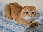 Simba - Scottish Fold Cat For Sale - 