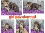 New babies - Highlander Kitten For Sale - Monroe, MI, US