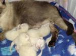 June 30th - Siamese Kitten For Sale - NY, US