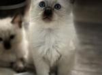 Chip  Pending Adoption - Balinese Kitten For Sale - 