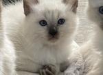 Dale Pending Adoption - Balinese Kitten For Sale - 