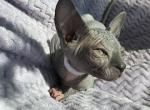 WHITE COLLAR - Sphynx Kitten For Sale - 