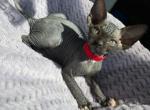 RED COLLAR - Sphynx Kitten For Sale - Hebron, OH, US