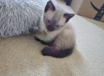 Frank's Felines - Siamese Kitten For Sale - Des Moines, IA, US