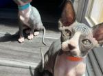 ORANGE COLLAR - Sphynx Kitten For Sale - Hebron, OH, US