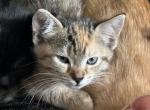 Patches - Bengal Kitten For Sale - 
