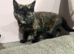 Nora - Scottish Straight Kitten For Sale - Dallas, TX, US
