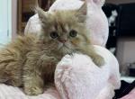 Red twins - Persian Kitten For Sale - Dallas, TX, US