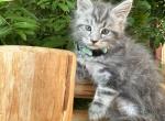 Tobias - Maine Coon Kitten For Sale - CA, US