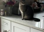 Louie - Domestic Cat For Adoption - Des Plaines, IL, US