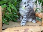 Geillis - Maine Coon Kitten For Sale - CA, US