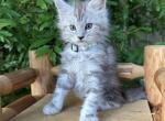 Falyn - Maine Coon Kitten For Sale - CA, US
