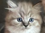 Fizit - Ragamuffin Kitten For Sale - Denver, CO, US