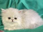 Little Snowflakes - Persian Kitten For Sale - 