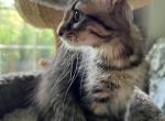 Full Maine coon - Maine Coon Kitten For Sale - Gurnee, IL, US