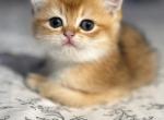 Caramel - British Shorthair Kitten For Sale - Fairfax, VA, US