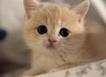 Jasper - British Shorthair Kitten For Sale - Fairfax, VA, US