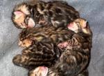 June Litter - Bengal Kitten For Sale - 