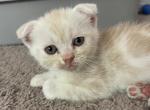Xander - Scottish Fold Kitten For Sale - Angier, NC, US