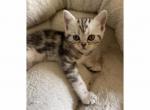 Xara - Scottish Straight Kitten For Sale - Angier, NC, US