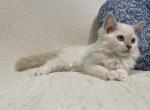 Ozzy - Ragdoll Kitten For Sale - Ozark, MO, US