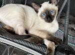 Supremesiamese - Siamese Kitten For Sale - Philadelphia, PA, US