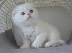 BLUE EYES Scottish Fold Debbie - Scottish Fold Kitten For Sale - Jersey City, NJ, US