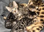 Brown and light bengal kittens marble and spotted - Bengal Kitten For Sale - Indianola, IA, US